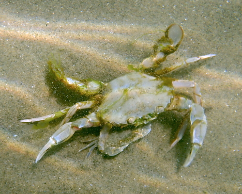 Vernal Crab, photo 7 of 10