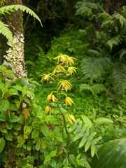 Calanthe tricarinata