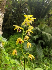 Calanthe tricarinata