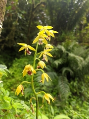Calanthe tricarinata