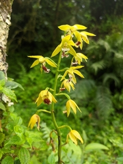 Calanthe tricarinata