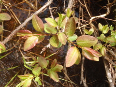 Salix pyrifolia