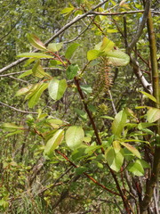 Salix pyrifolia