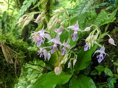 Calanthe puberula
