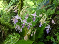 Calanthe puberula