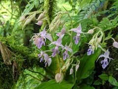 Calanthe puberula
