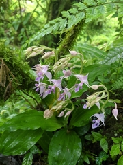 Calanthe puberula