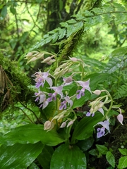 Calanthe puberula