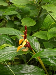 Cautleya spicata