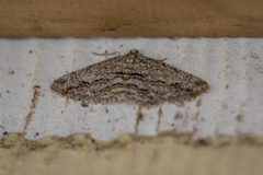 Didymoctenia exsuperata