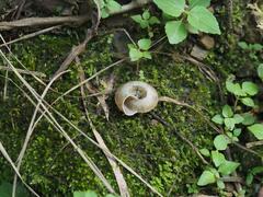 Plectotropis mackensii