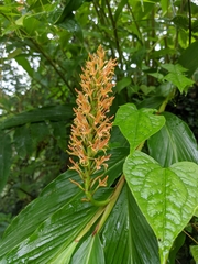 Hedychium densiflorum