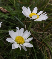 Anthemis cretica carpatica