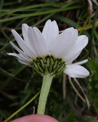 Anthemis cretica carpatica