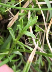 Anthemis cretica carpatica