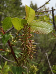 Salix pyrifolia