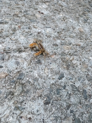 Geothelphusa bicolor