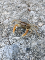 Geothelphusa bicolor