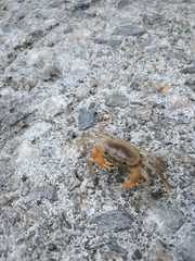 Geothelphusa bicolor