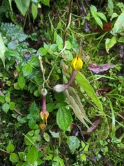 Ceropegia pubescens