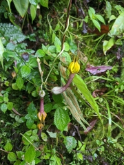 Ceropegia pubescens
