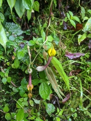 Ceropegia pubescens