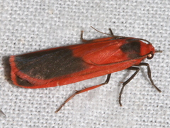Scoliacma bicolora