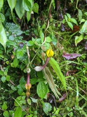 Ceropegia pubescens