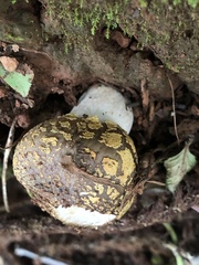 Amanita flavosquamosa