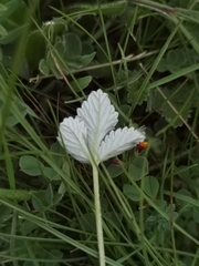 Potentilla saundersiana