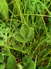 Potentilla saundersiana