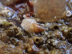 Crisilla semistriata