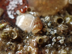 Crisilla semistriata