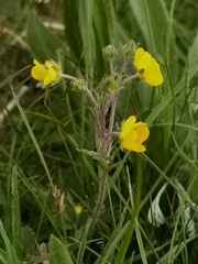 Potentilla saundersiana