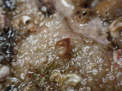 Crisilla semistriata