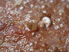 Crisilla semistriata