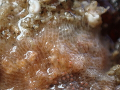 Schizomavella linearis