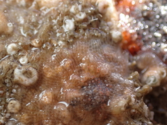 Schizomavella linearis