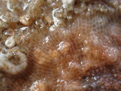 Schizomavella linearis
