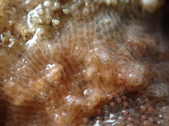 Schizomavella linearis