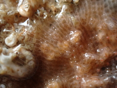 Schizomavella linearis