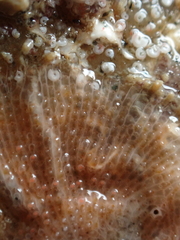 Schizomavella linearis