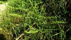 Rumex pulcher pulcher