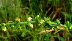 Rumex pulcher pulcher