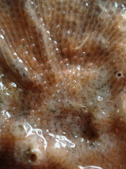 Schizomavella linearis