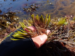 Furcellaria lumbricalis