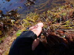 Furcellaria lumbricalis