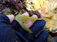 Calliblepharis jubata