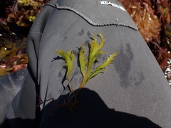 Calliblepharis jubata