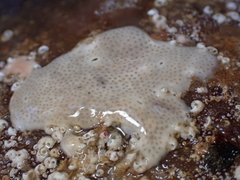 Lissoclinum perforatum